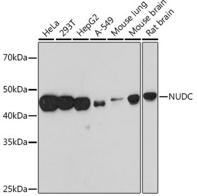 NUDC Antibody in Western Blot (WB)