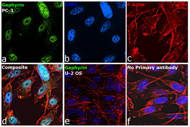 Gephyrin Antibody in Immunocytochemistry (ICC/IF)