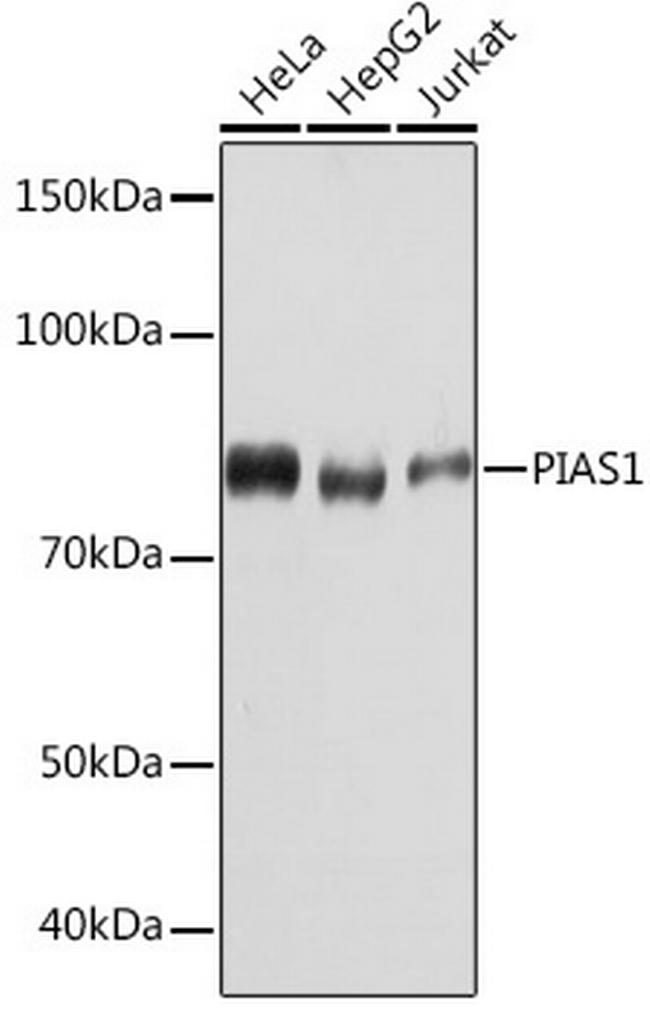 PIAS1 Antibody in Western Blot (WB)