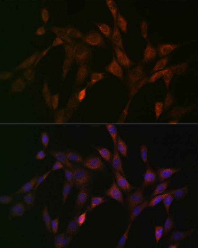 DNAJC15 Antibody in Immunocytochemistry (ICC/IF)