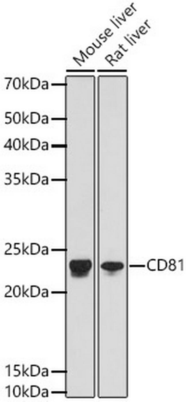 CD81 Antibody in Western Blot (WB)