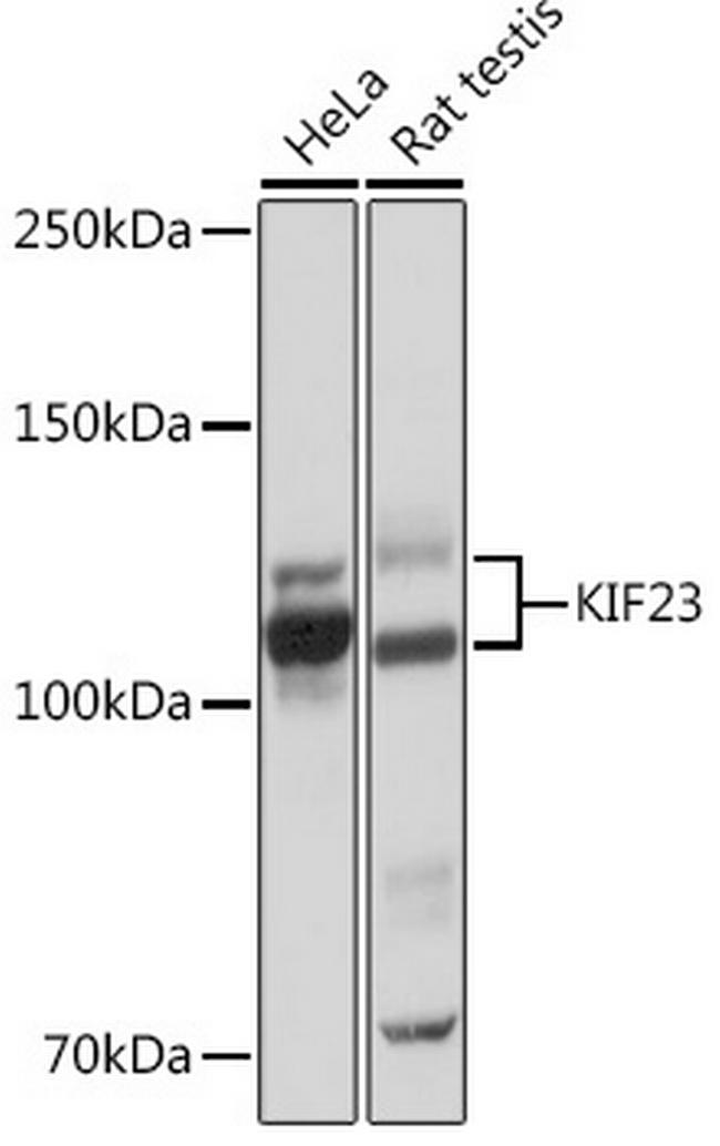 KIF23 Antibody in Western Blot (WB)