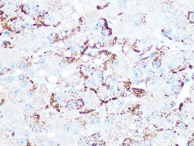 Cathepsin H/K/L/V Antibody in Immunohistochemistry (Paraffin) (IHC (P))