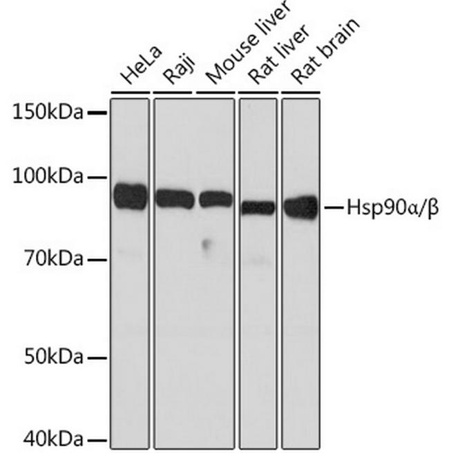 HSP90 Antibody in Western Blot (WB)