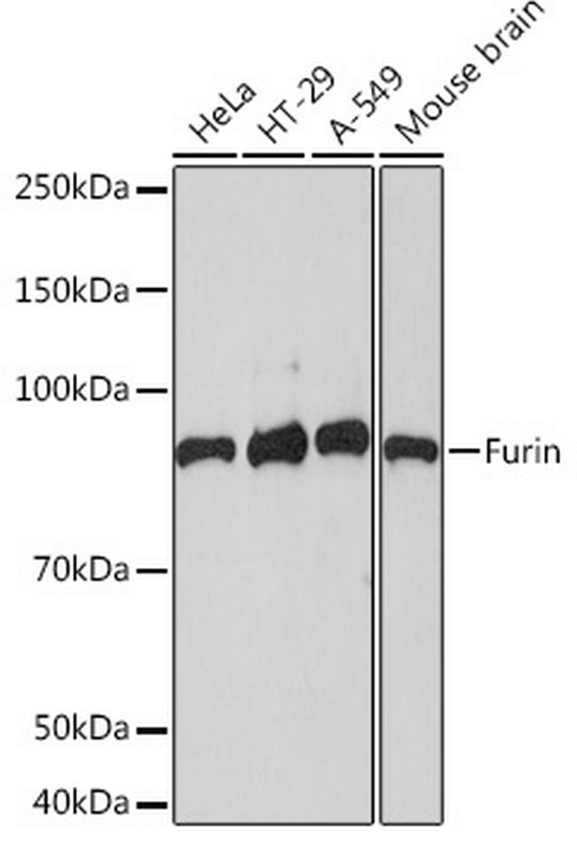 Furin Antibody in Western Blot (WB)