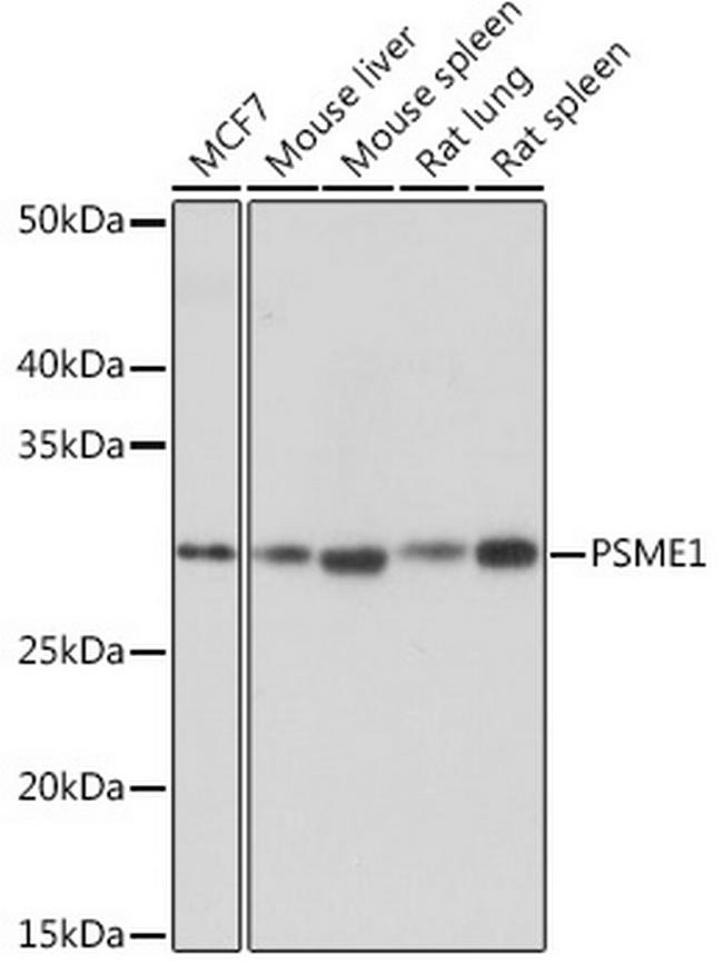 PSME1 Antibody in Western Blot (WB)