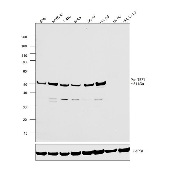 Pan TEF1 Antibody in Western Blot (WB)