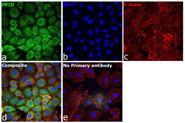 Cyclophilin 40 Antibody in Immunocytochemistry (ICC/IF)