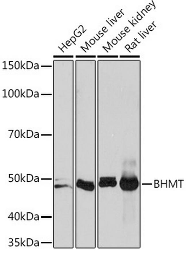 BHMT Antibody in Western Blot (WB)