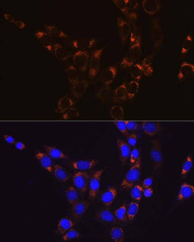 GluD1 Antibody in Immunocytochemistry (ICC/IF)