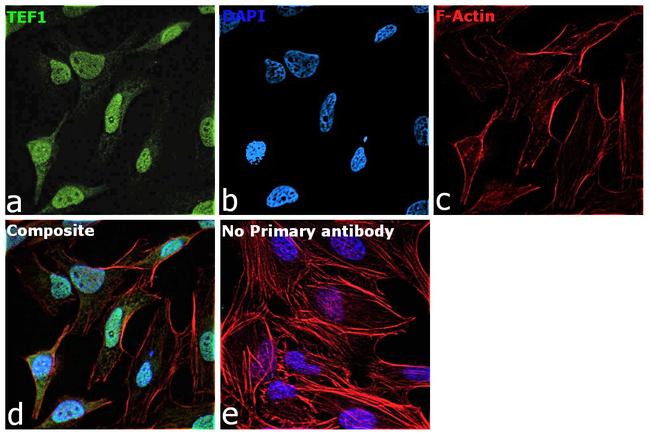 TEF1 Antibody in Immunocytochemistry (ICC/IF)