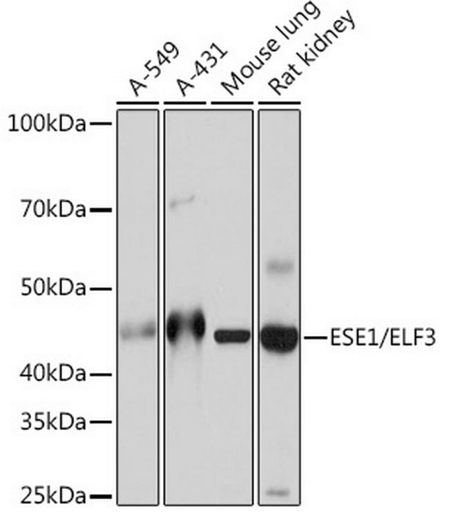 ELF3 Antibody in Western Blot (WB)