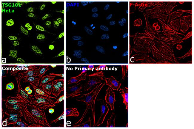 TSG101 Antibody in Immunocytochemistry (ICC/IF)