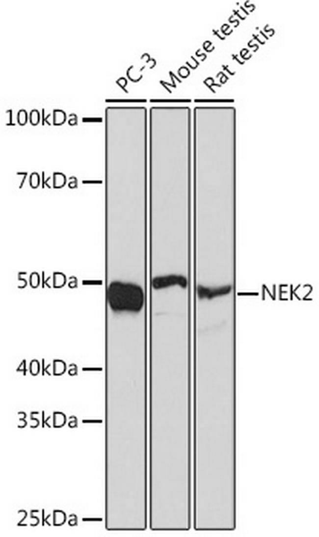 NEK2 Antibody in Western Blot (WB)