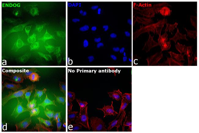 ENDOG Antibody in Immunocytochemistry (ICC/IF)