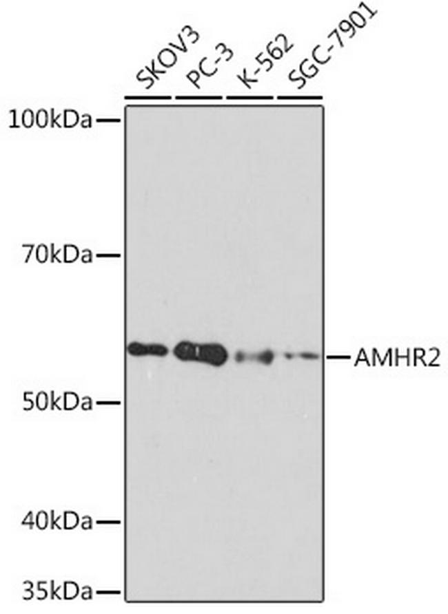 AMHR2 Antibody in Western Blot (WB)