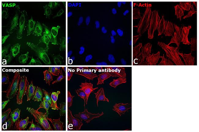 VASP Antibody in Immunocytochemistry (ICC/IF)