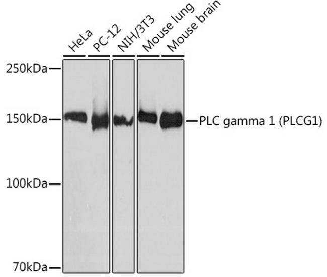 PLCG1 Antibody in Western Blot (WB)