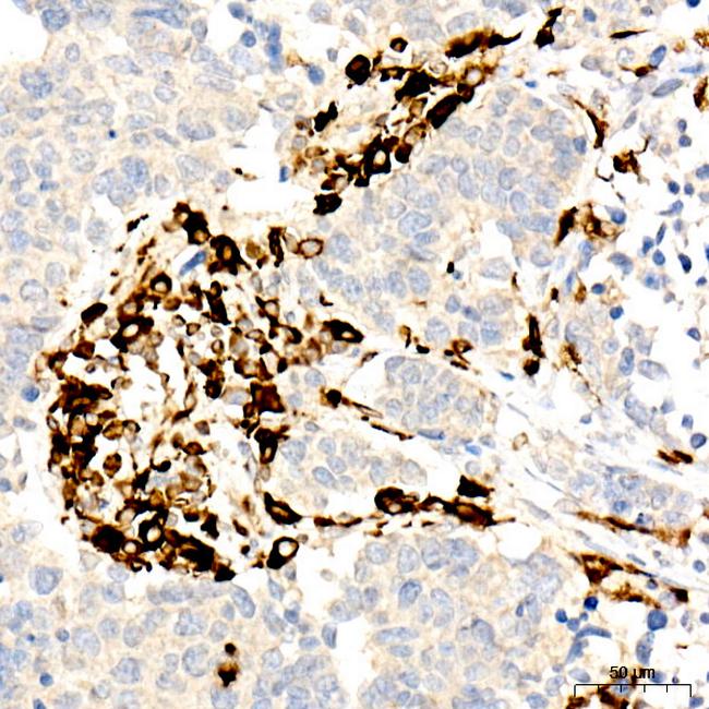 CD74 Antibody in Immunohistochemistry (Paraffin) (IHC (P))