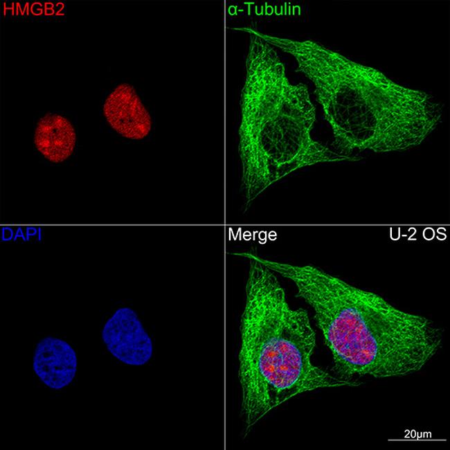 HMGB2 Antibody in Immunocytochemistry (ICC/IF)