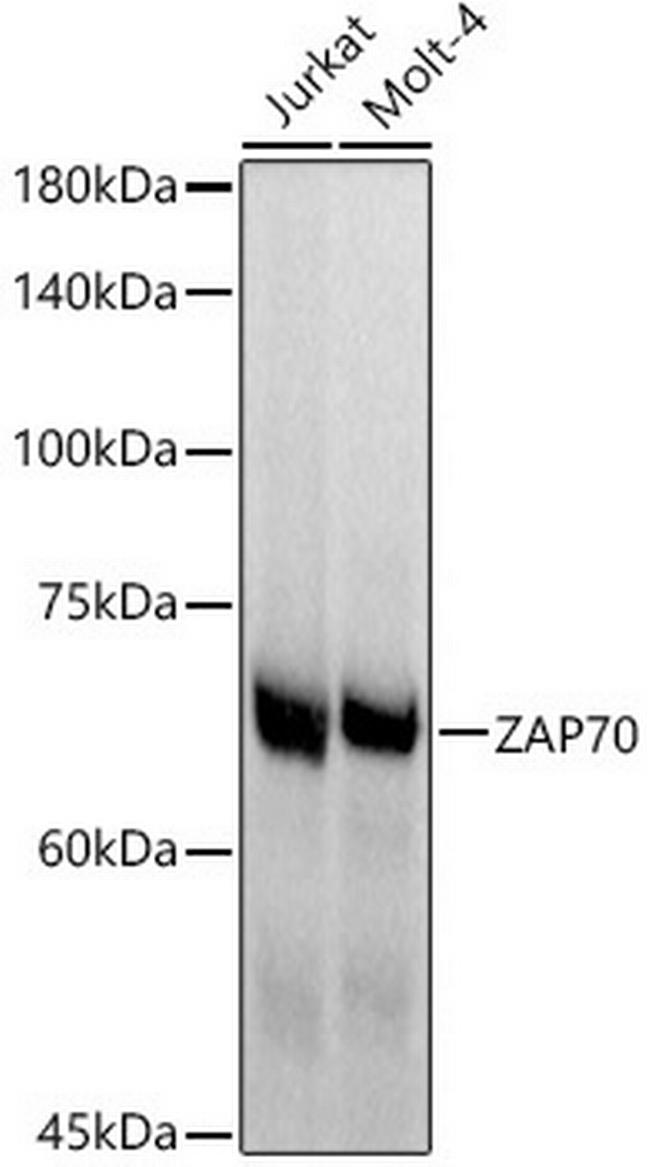 Zap-70 Antibody in Western Blot (WB)