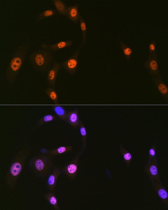 HnRNP Q Antibody in Immunocytochemistry (ICC/IF)