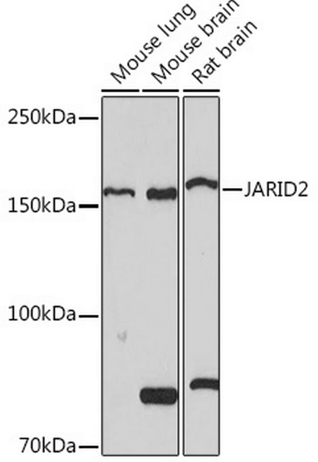 JARID2 Antibody in Western Blot (WB)