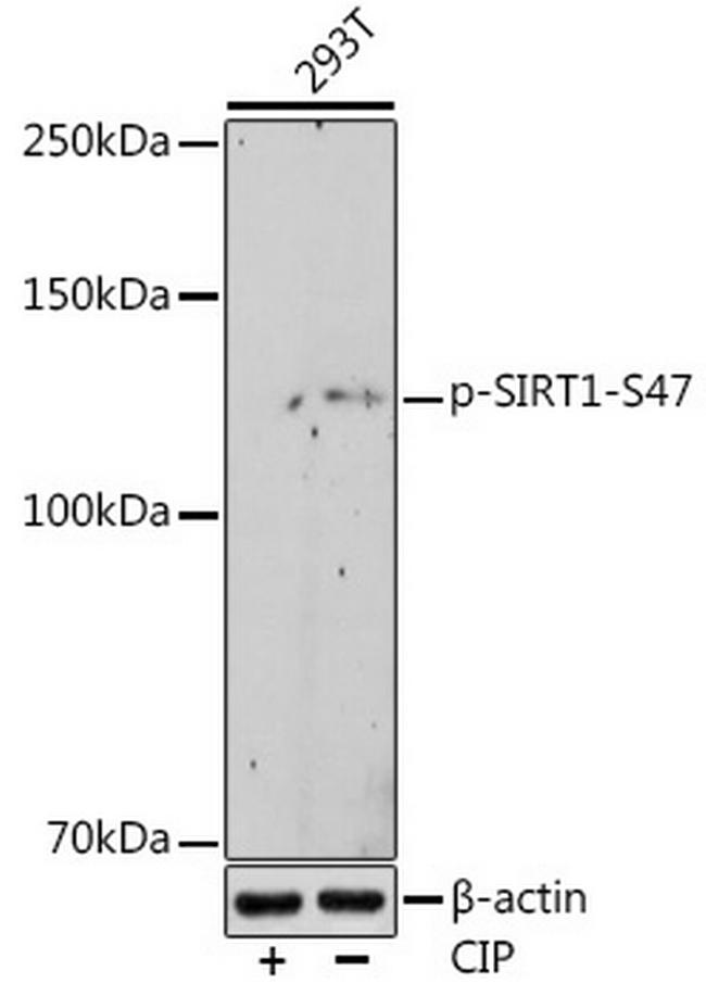 Phospho-SIRT1 (Ser47) Antibody in Western Blot (WB)