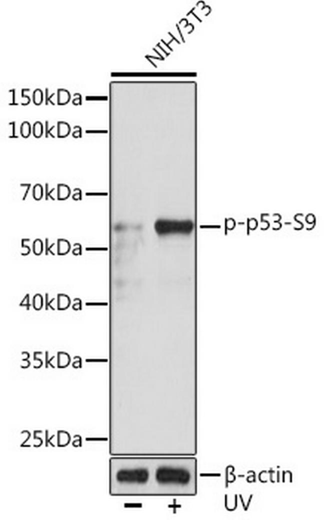 Phospho-p53 (Ser9) Antibody in Western Blot (WB)