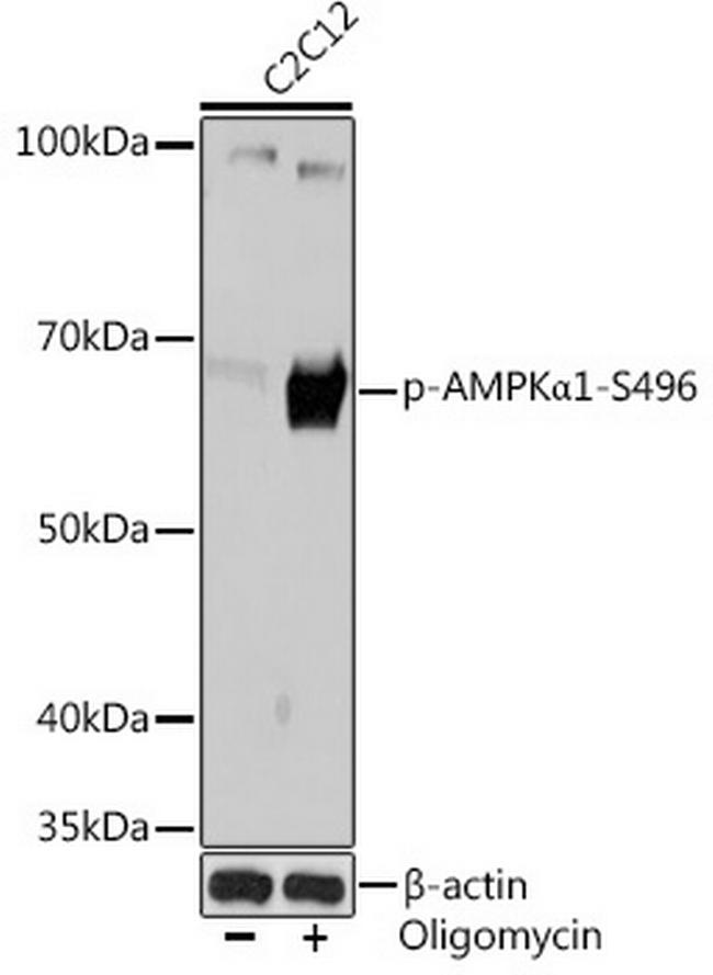 Phospho-AMPK alpha-1 (Ser496) Antibody in Western Blot (WB)