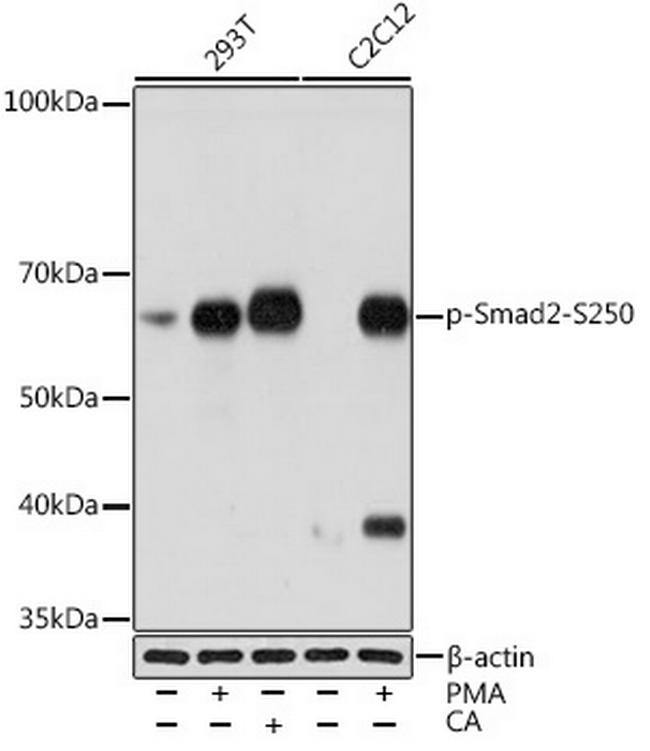 Phospho-SMAD2 (Ser250) Antibody in Western Blot (WB)