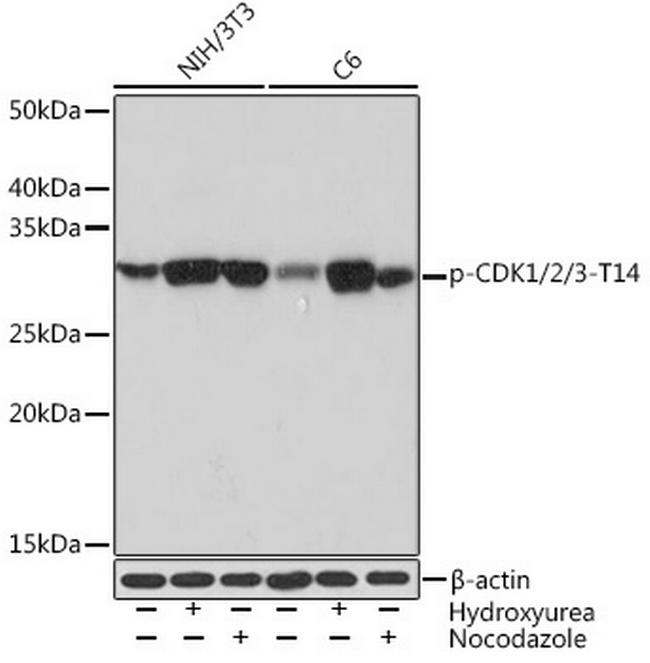 Phospho-CDK1/CDK2/CDK3 (Thr14) Antibody in Western Blot (WB)