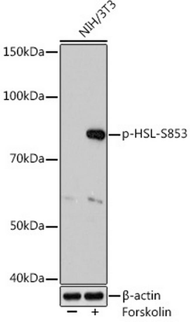 Phospho-HSL (Ser853) Antibody in Western Blot (WB)