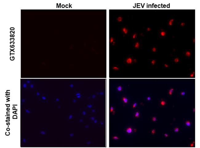 Japanese Encephalitis Virus NS1 Antibody in Immunocytochemistry (ICC/IF)