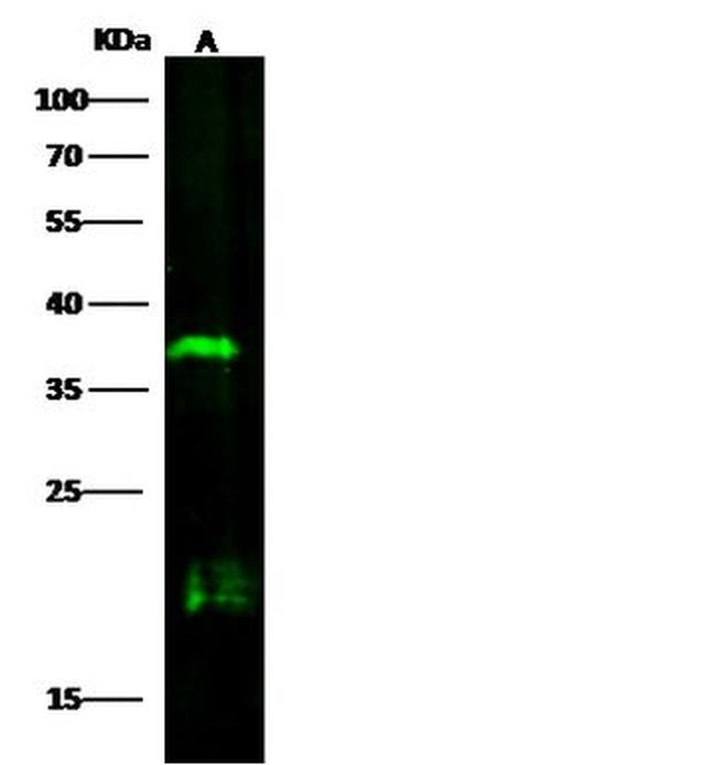 SOX2 Antibody in Western Blot (WB)