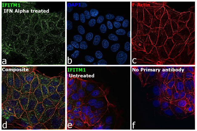 IFITM1 Antibody in Immunocytochemistry (ICC/IF)