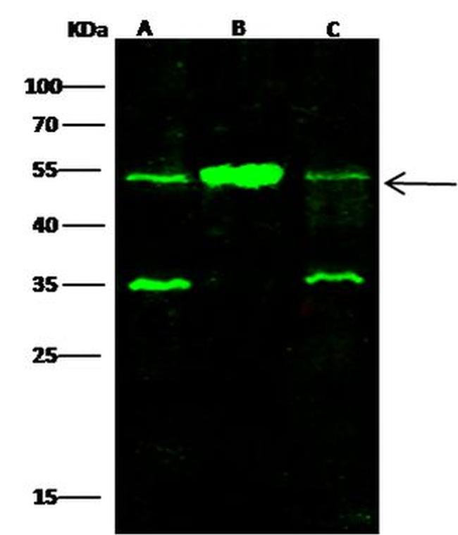 SETD7 Antibody in Western Blot (WB)