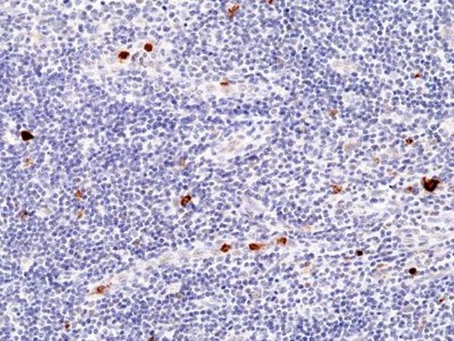 Myeloperoxidase Antibody in Immunohistochemistry (Paraffin) (IHC (P))