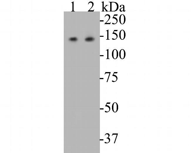 USP28 Antibody in Western Blot (WB)