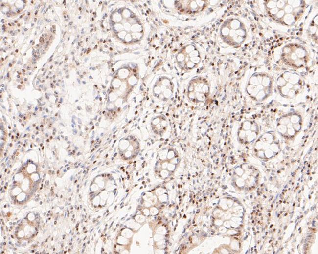 GAPDH Antibody in Immunohistochemistry (Paraffin) (IHC (P))