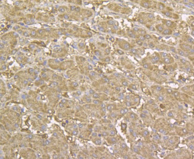 CHI3L1 Antibody in Immunohistochemistry (Paraffin) (IHC (P))