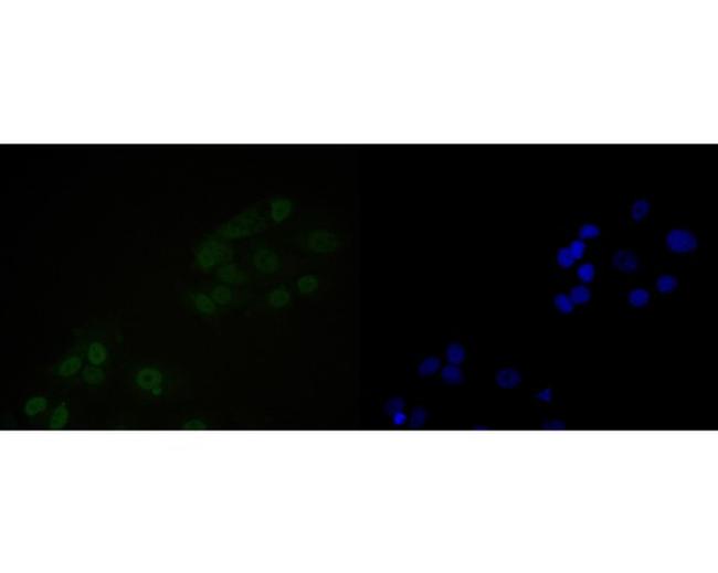 NuMA Antibody in Immunocytochemistry (ICC/IF)