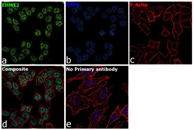 EHMT2 Antibody in Immunocytochemistry (ICC/IF)