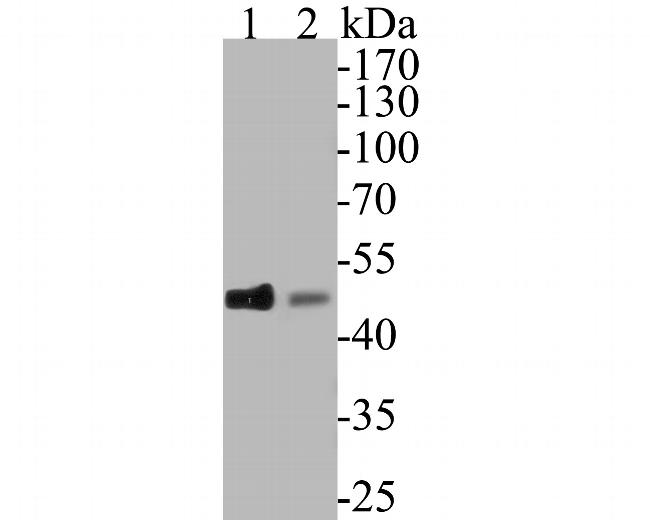 CDC123 Antibody in Western Blot (WB)