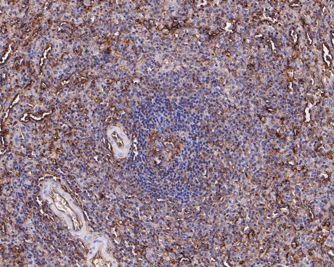 HLA-F Antibody in Immunohistochemistry (Paraffin) (IHC (P))