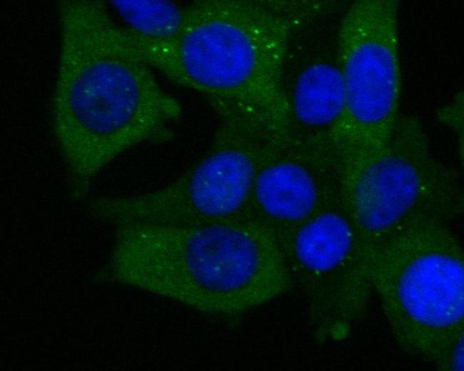 ECM1 Antibody in Immunocytochemistry (ICC/IF)