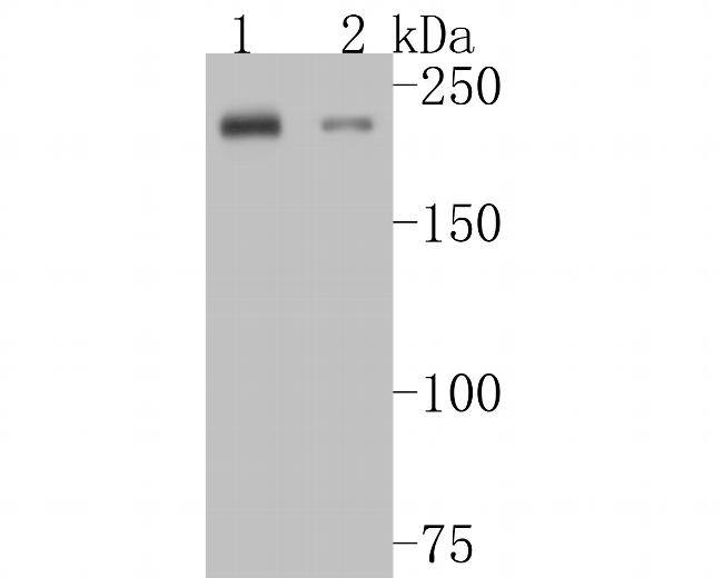 MYH7B Antibody in Western Blot (WB)