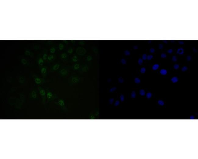 BAT3 Antibody in Immunocytochemistry (ICC/IF)