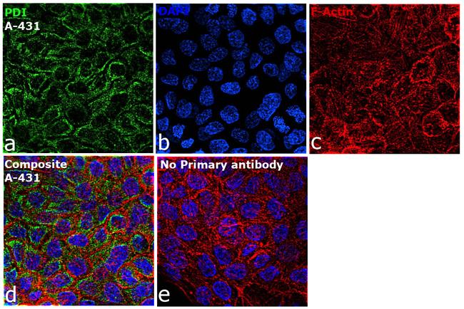 P4HB Antibody in Immunocytochemistry (ICC/IF)