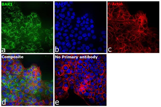 BAK1 Antibody in Immunocytochemistry (ICC/IF)